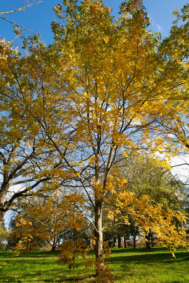 American ash 'Rosehill'