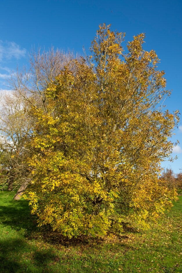 Fraxinus ornus &Arie Peters& | manna ash &Arie Peters& Trees/RHS