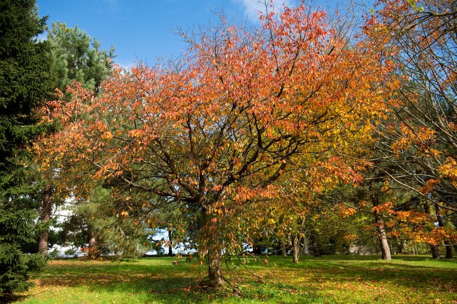 cherry 'Hillieri'