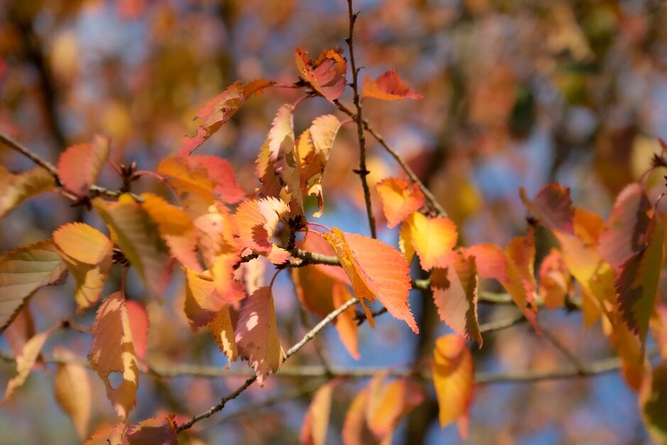 cherry 'Hillieri'