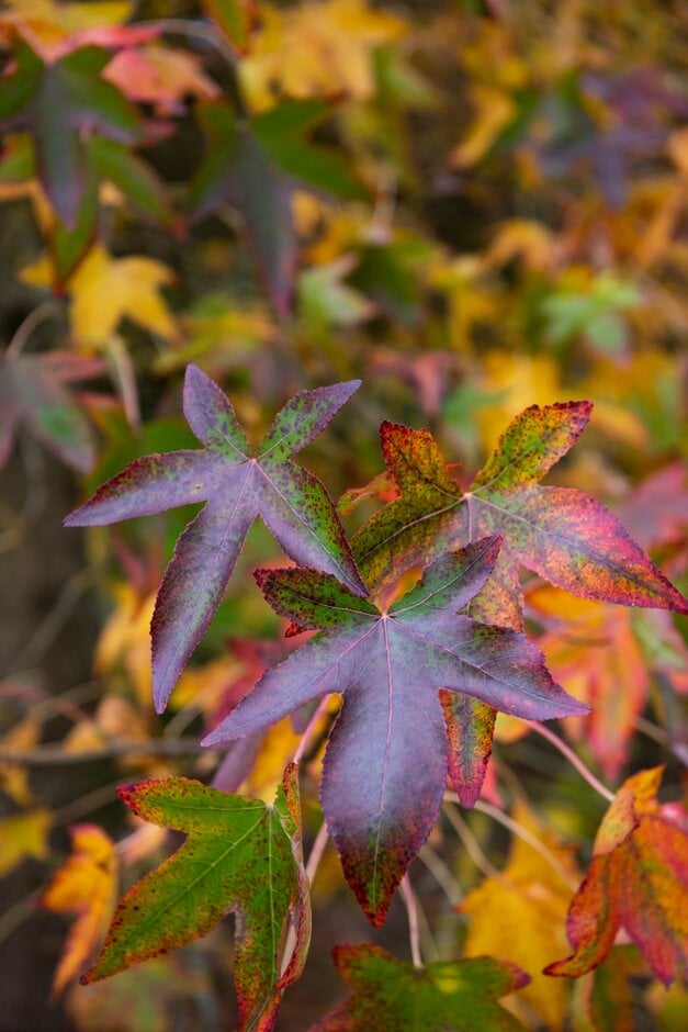 sweet gum 'Moraine'