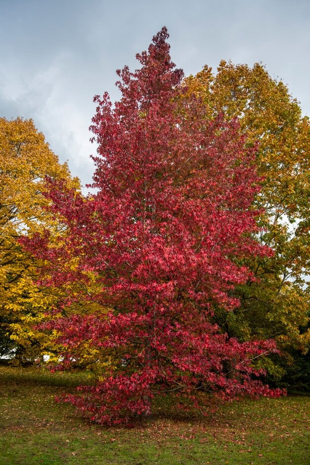 sweet gum 'Thea'
