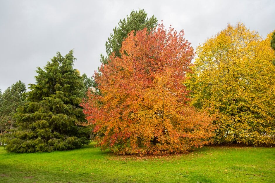 sweet gum 'Parasol'