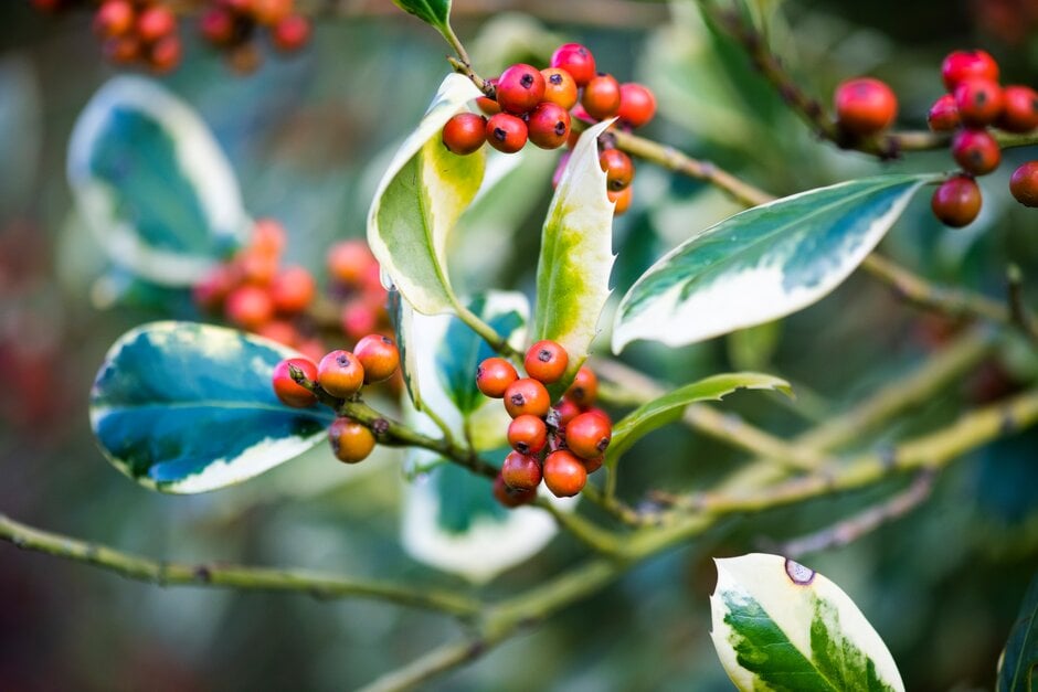 holly 'Golden King'
