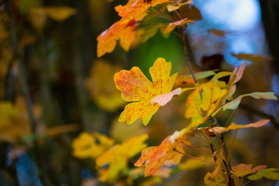 field maple 'William Caldwell'