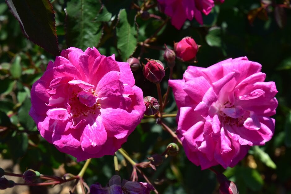 rose 'Fellemberg'