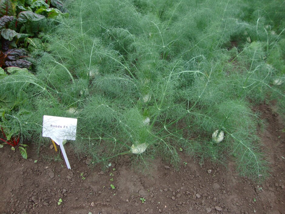 fennel (Florence) 'Rondo'
