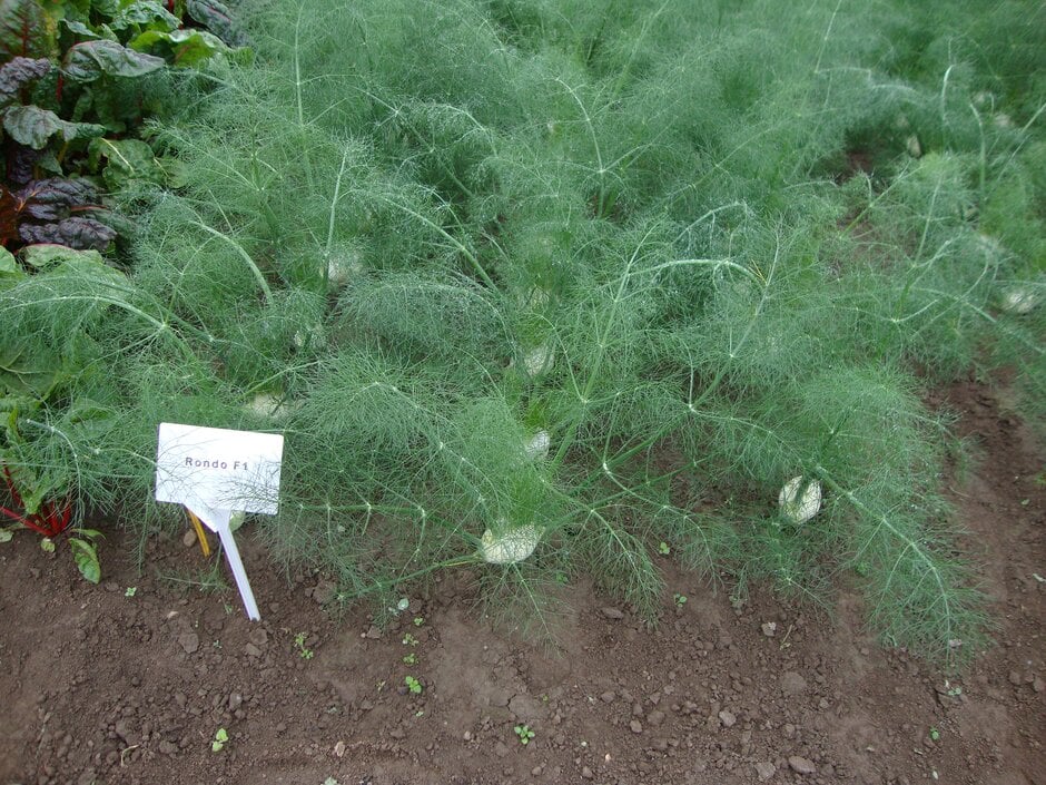 fennel (Florence) 'Rondo'
