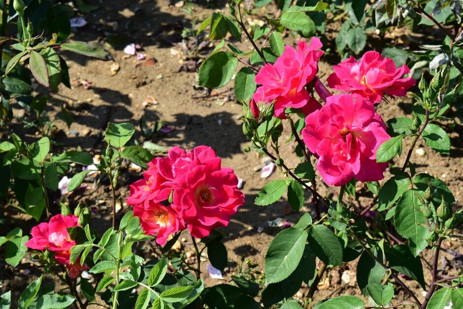 rose 'Firecracker'