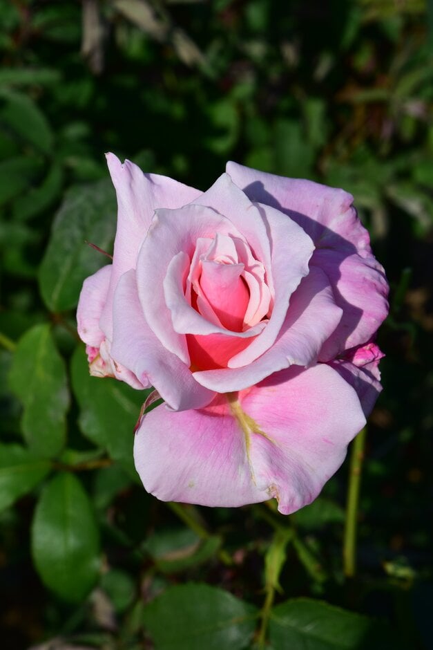 rose 'First Love'