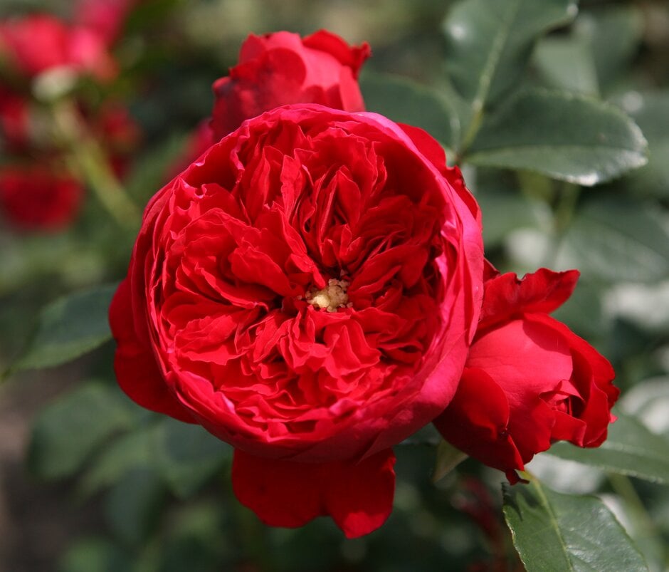 rose [Florentina]