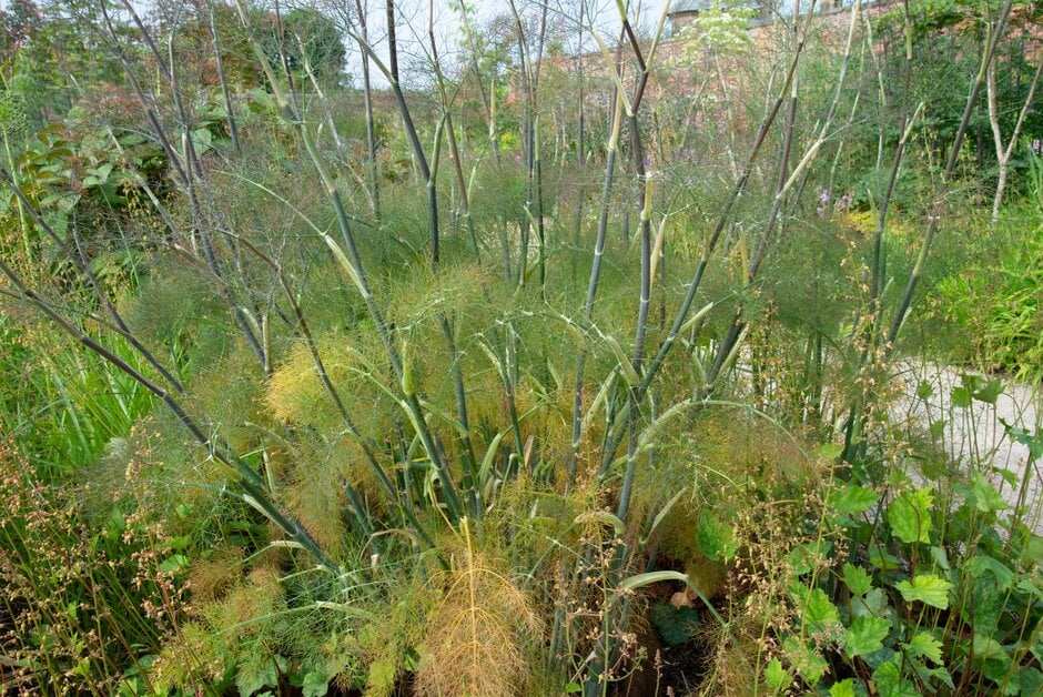 Foeniculum vulgare &Giant Bronze& fennel &Giant Bronze& Herbs