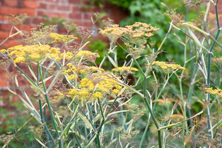 fennel 'Giant Bronze'