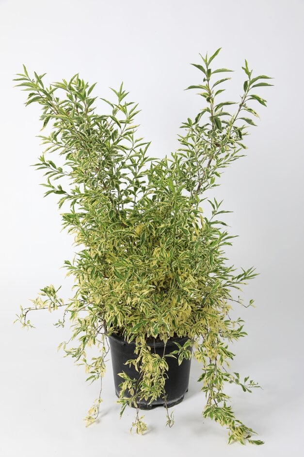 forsythia 'Discovery'