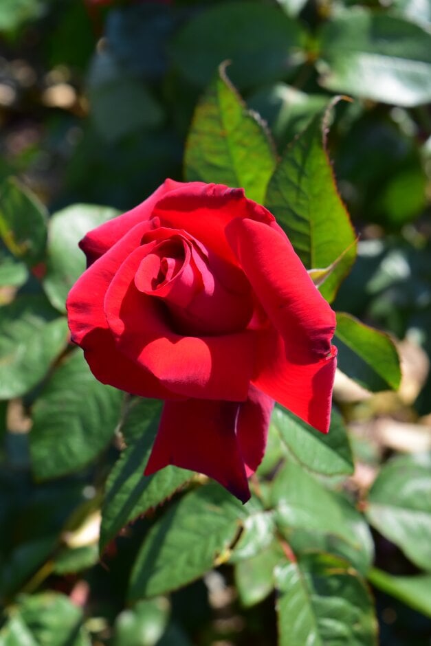rose 'Fountain'