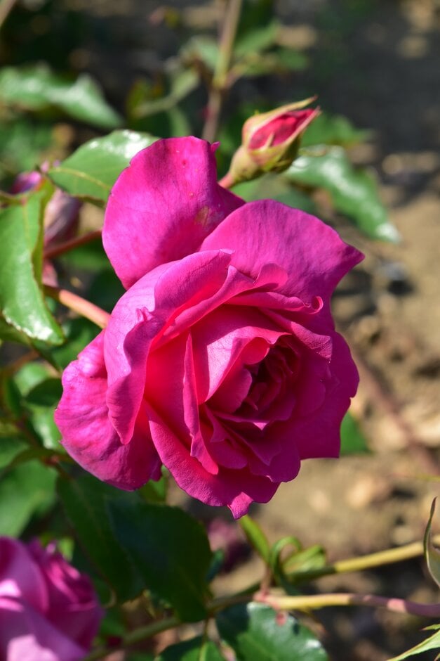 rose [Fragrant Vision]