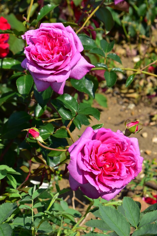 rose [Fragrant Vision]