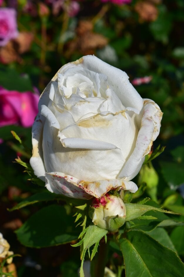 rose 'Frau Karl Druschki'