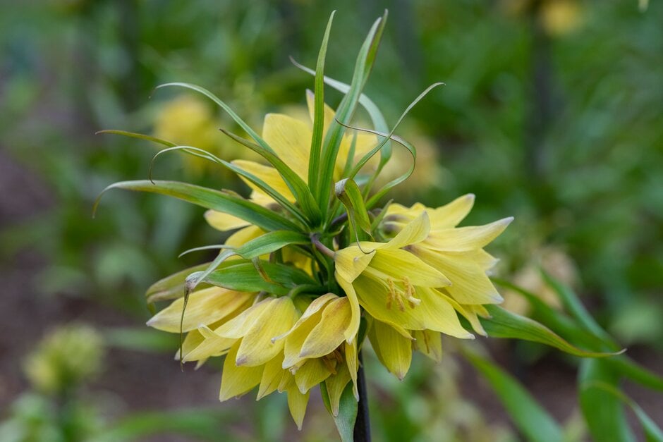 fritillary 'Early Sensation'