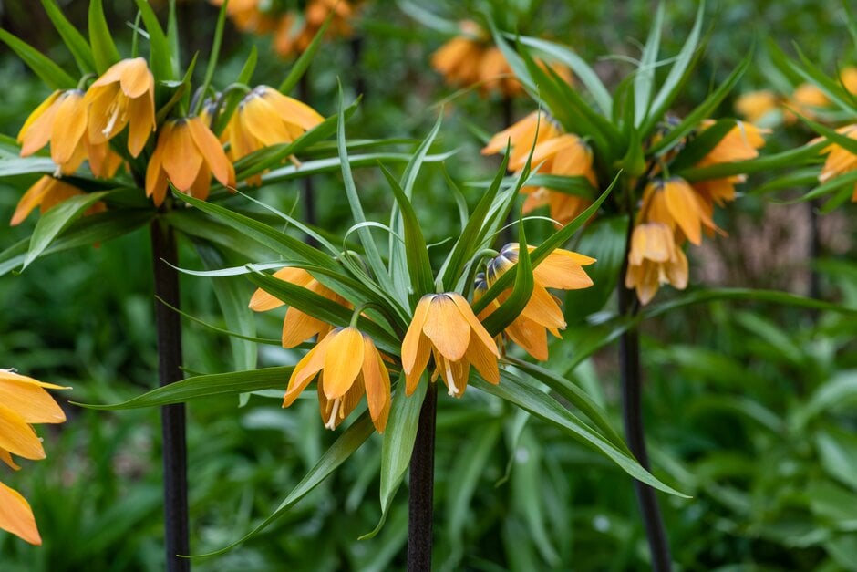 crown imperial 'Supherino'