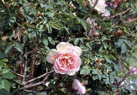 rose 'Frühlingsduft'