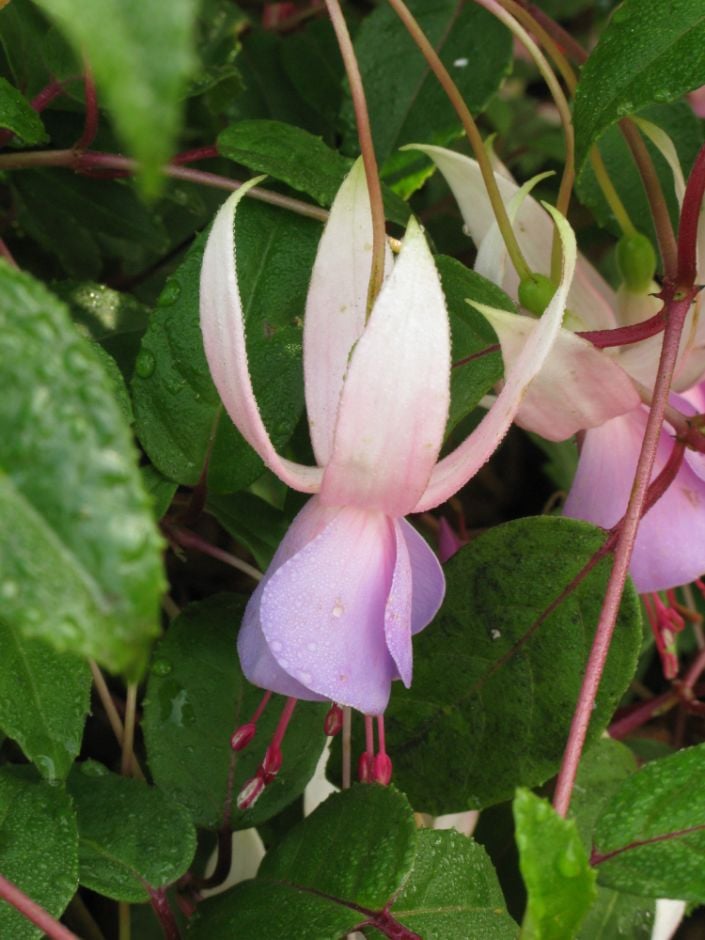 fuchsia 'Border Queen'