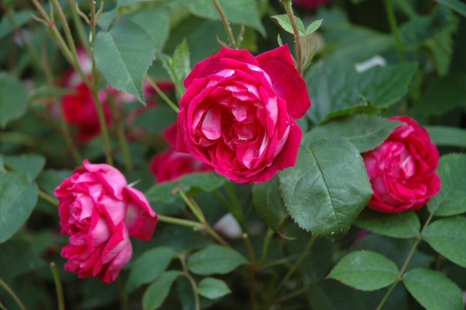rose 'Malton' (China hybrid)