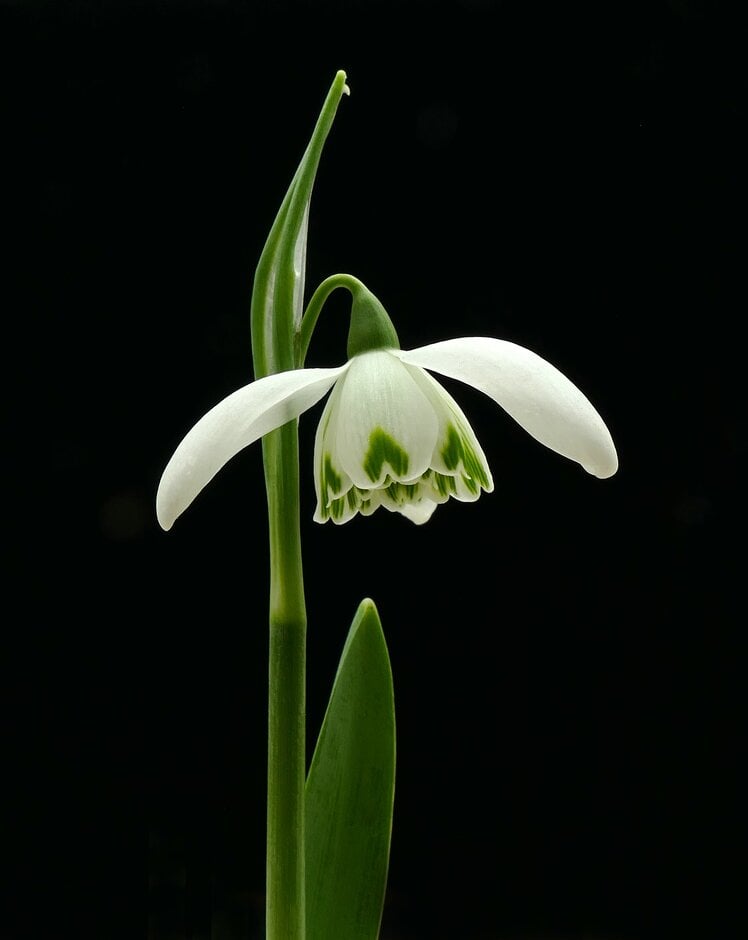 snowdrop 'Ailwyn'