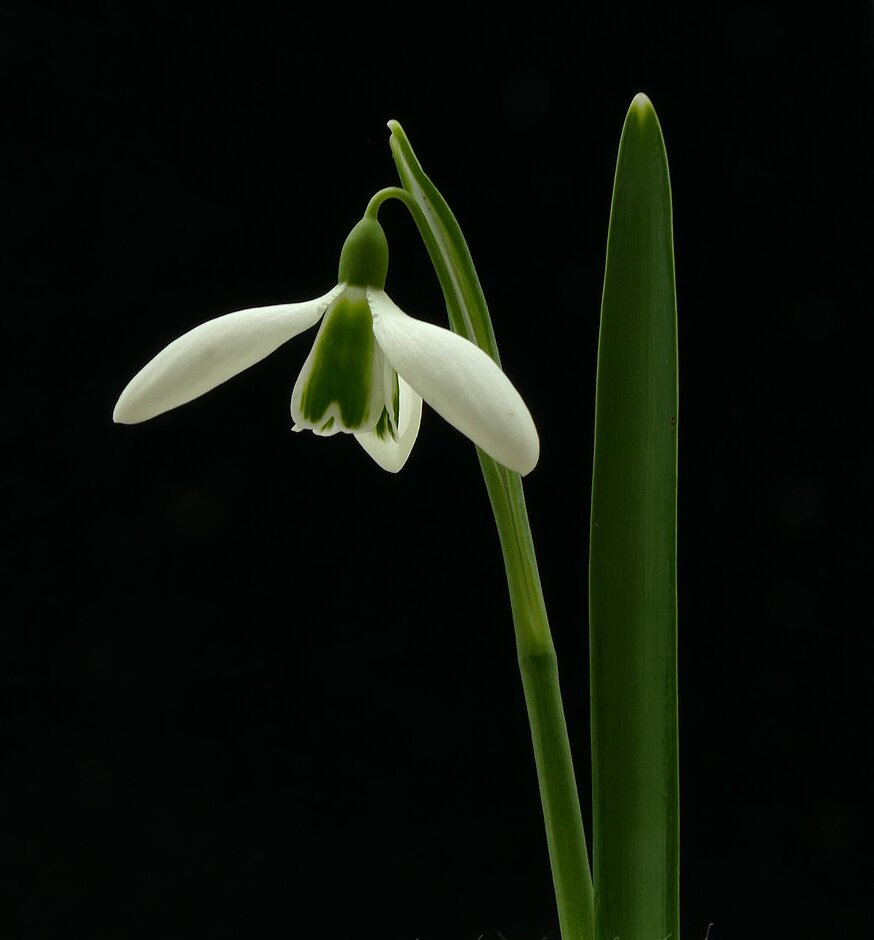 snowdrop 'Alison Hilary'
