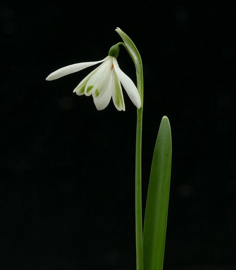 snowdrop 'Angelique'