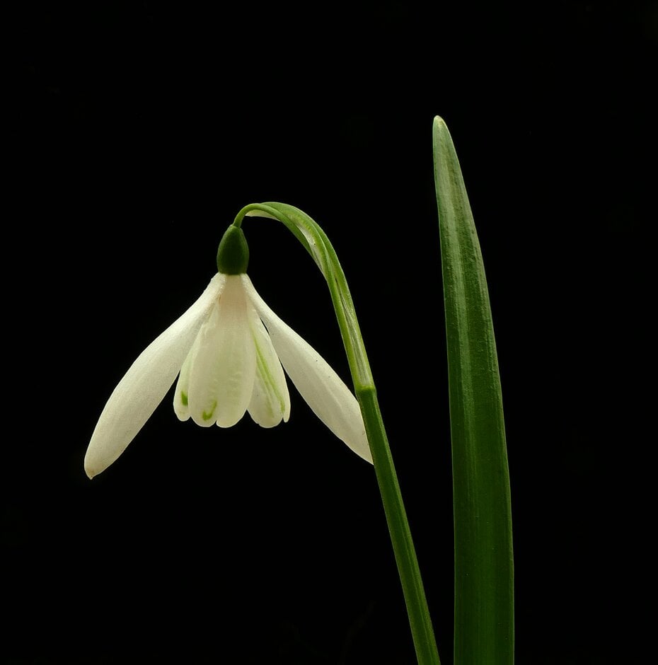 snowdrop 'Anglesey Abbey'