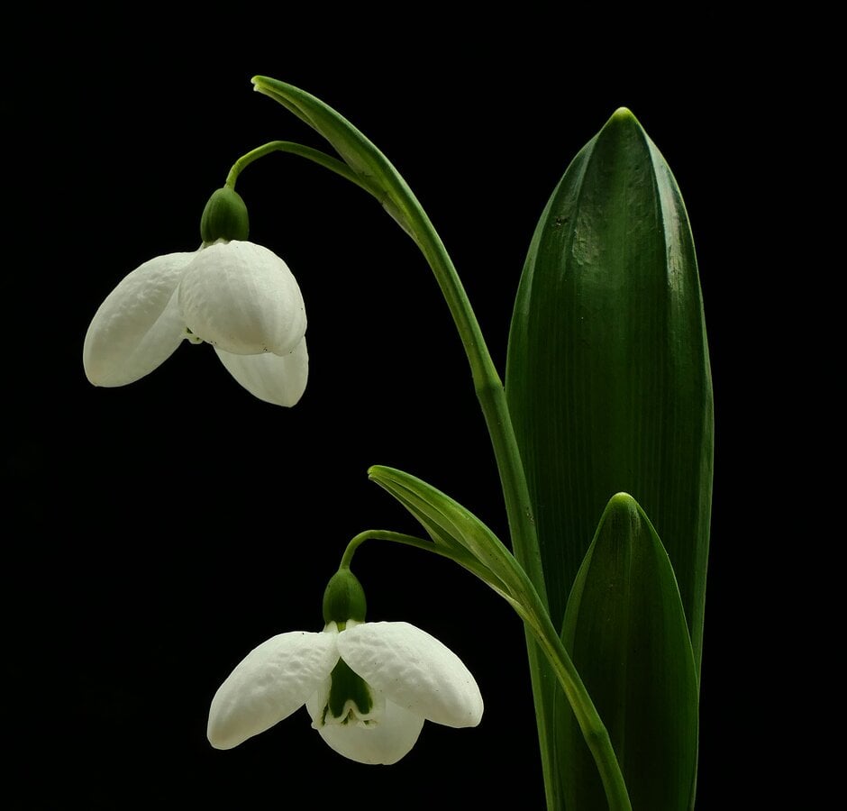 snowdrop 'Augustus'
