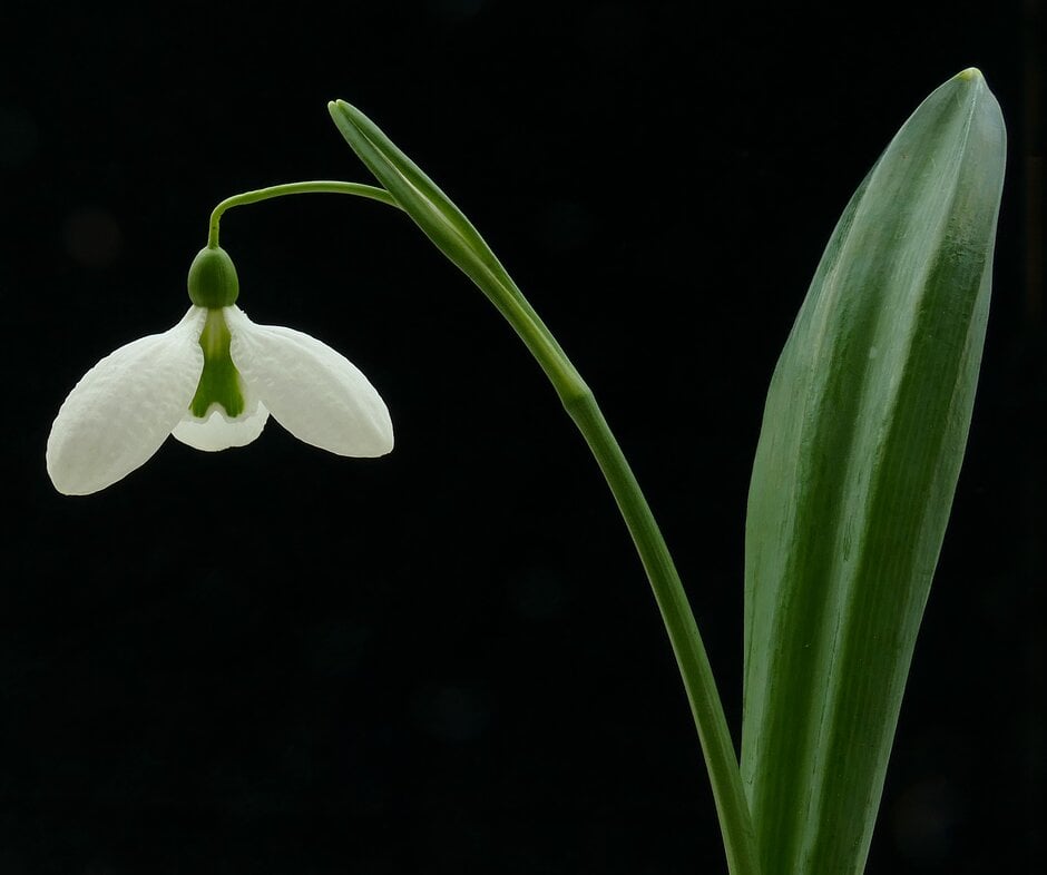snowdrop 'Augustus'