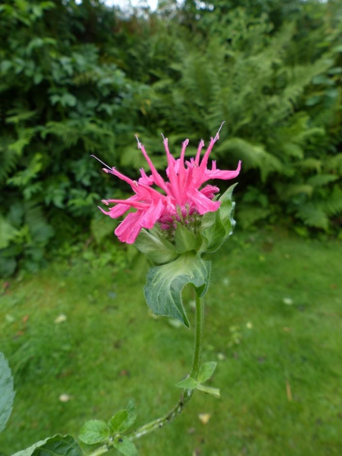 bergamot 'Feckenham Danielle'