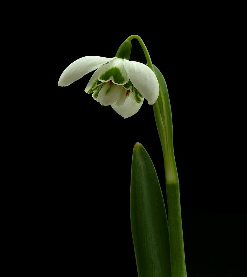 snowdrop 'Barbara's Double'