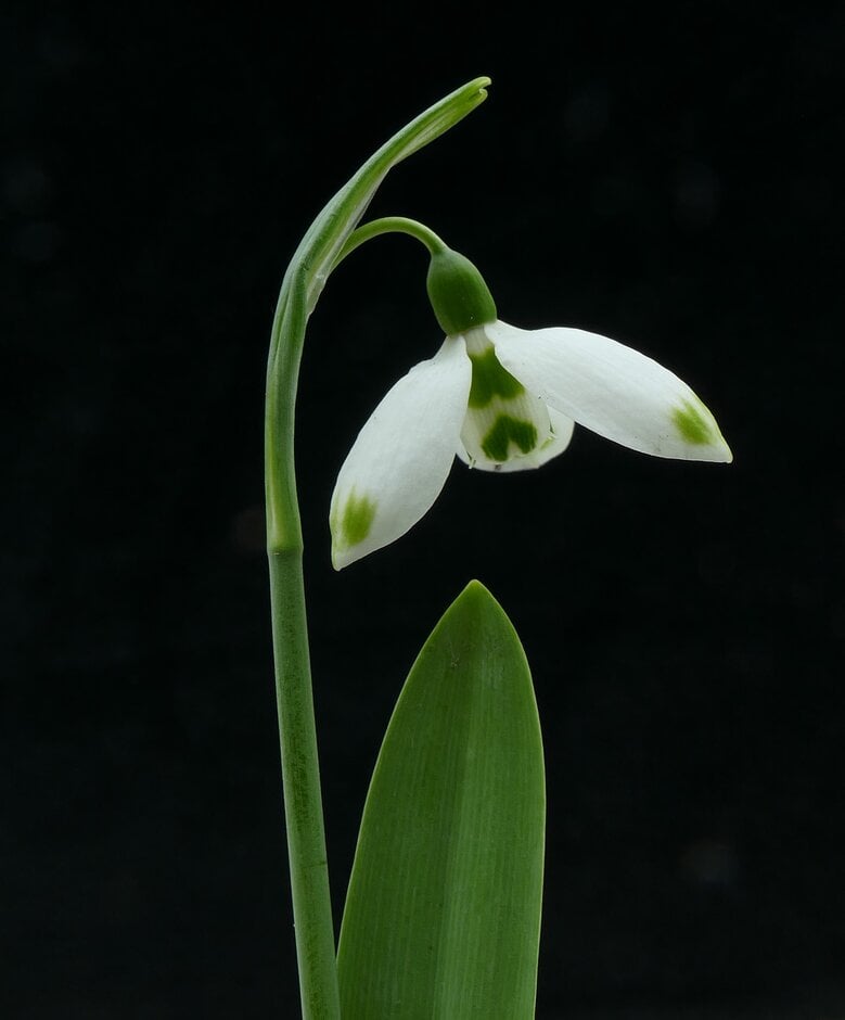 <i>Galanthus</i> <i>elwesii</i> 'Beechwood'