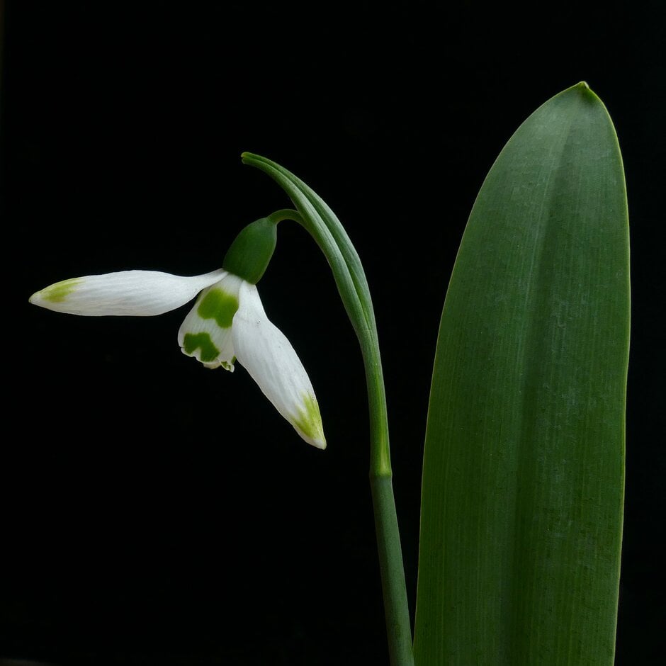 <i>Galanthus</i> <i>elwesii</i> 'Beechwood'