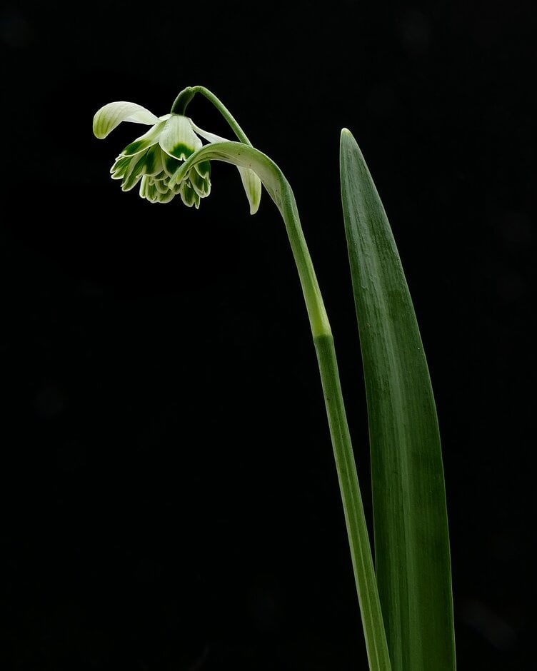 snowdrop 'Blewbury Tart'