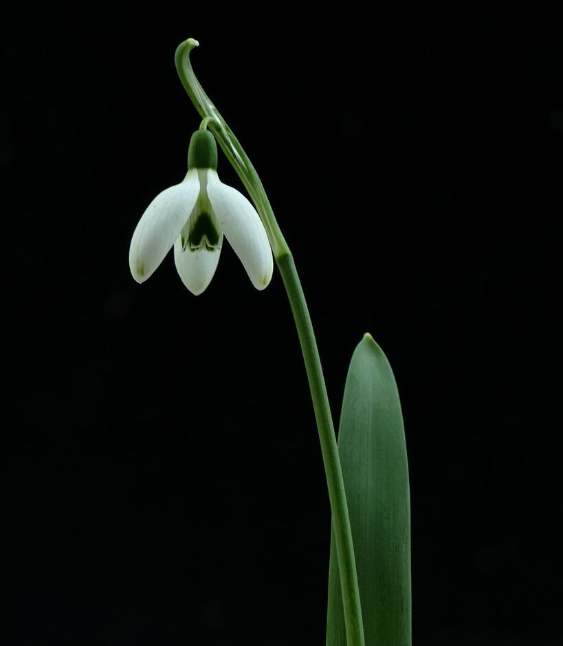 greater snowdrop 'Cedric's Prolific'
