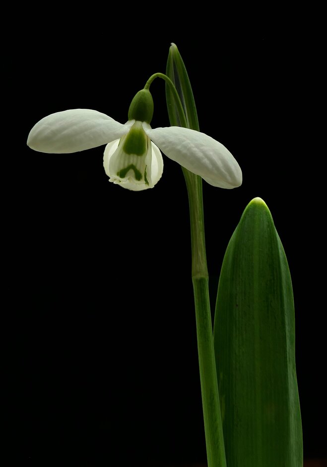 snowdrop 'Celadon'