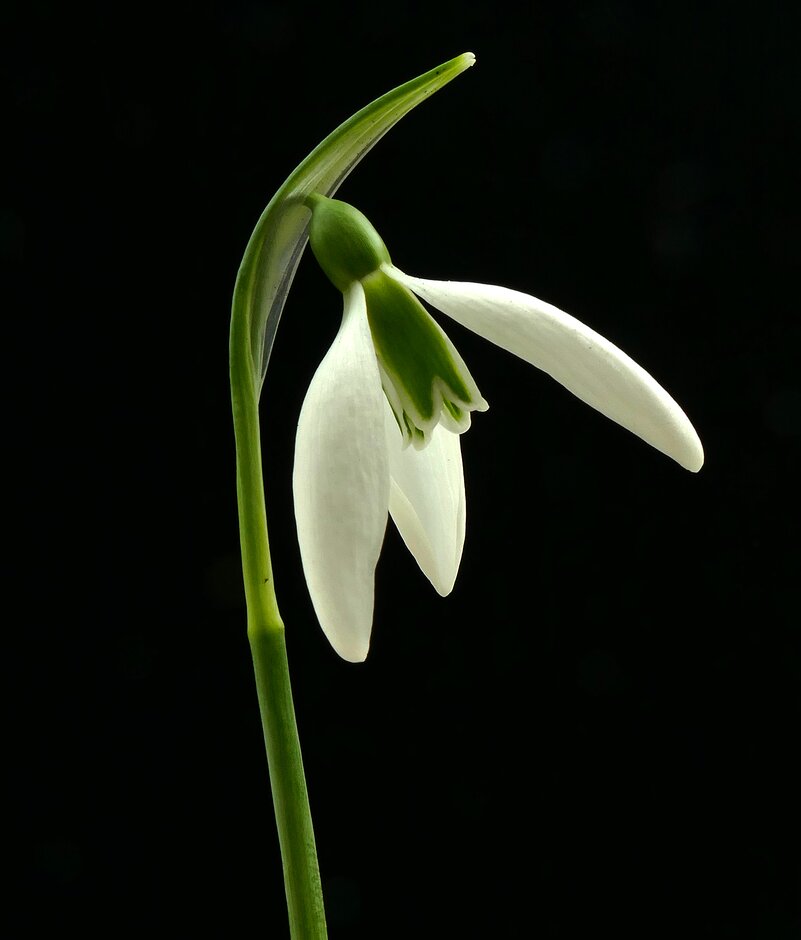 snowdrop 'Cicely Hall'