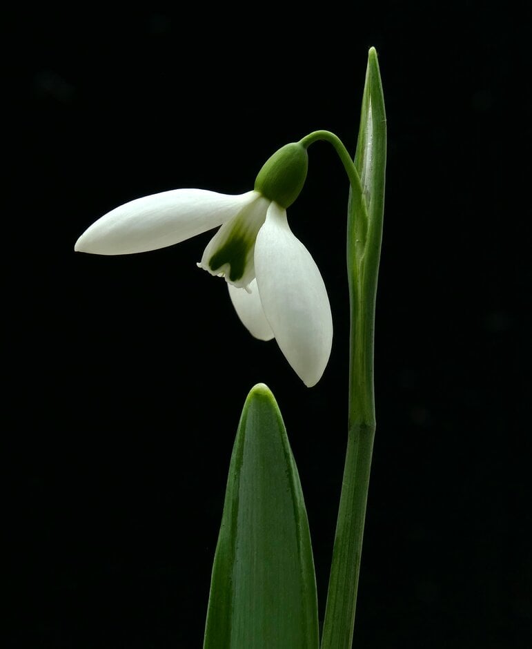 snowdrop 'Colossus'
