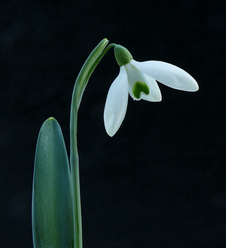 snowdrop 'Cowhouse Green'