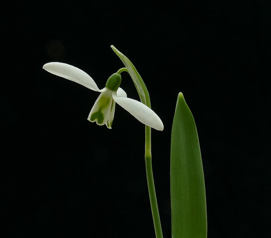 greater snowdrop 'Daphne's Scissors'