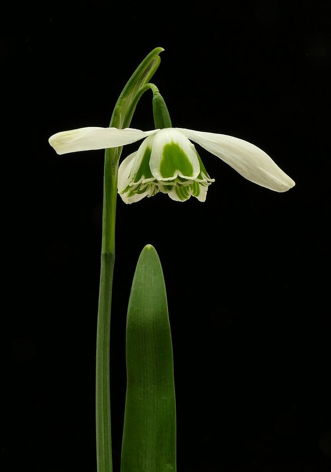 snowdrop 'Desdemona'