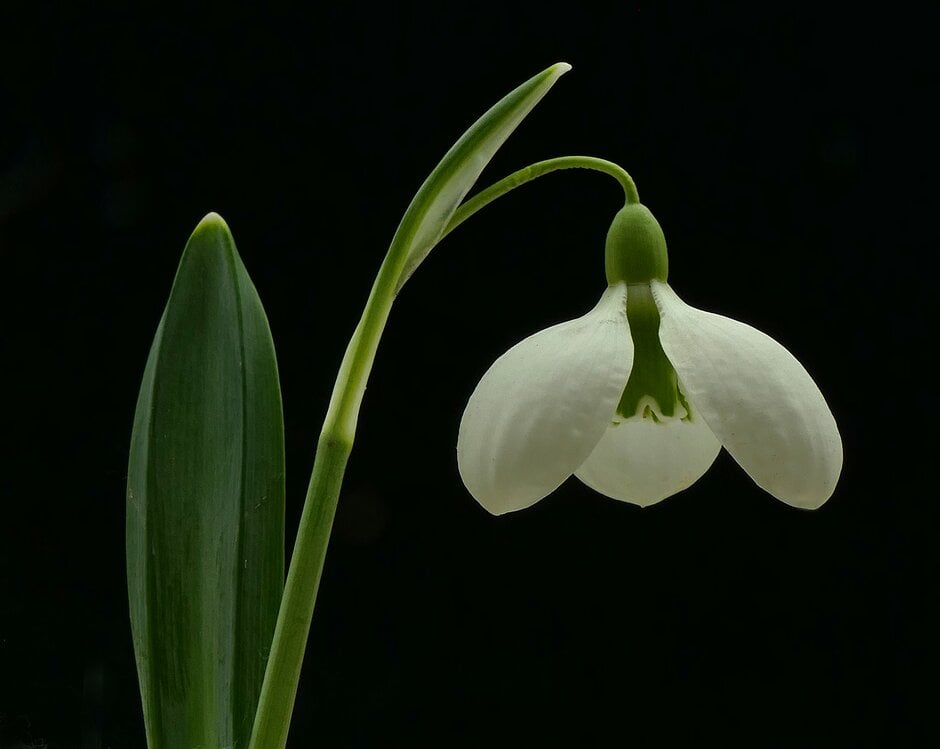 snowdrop 'Diggory'