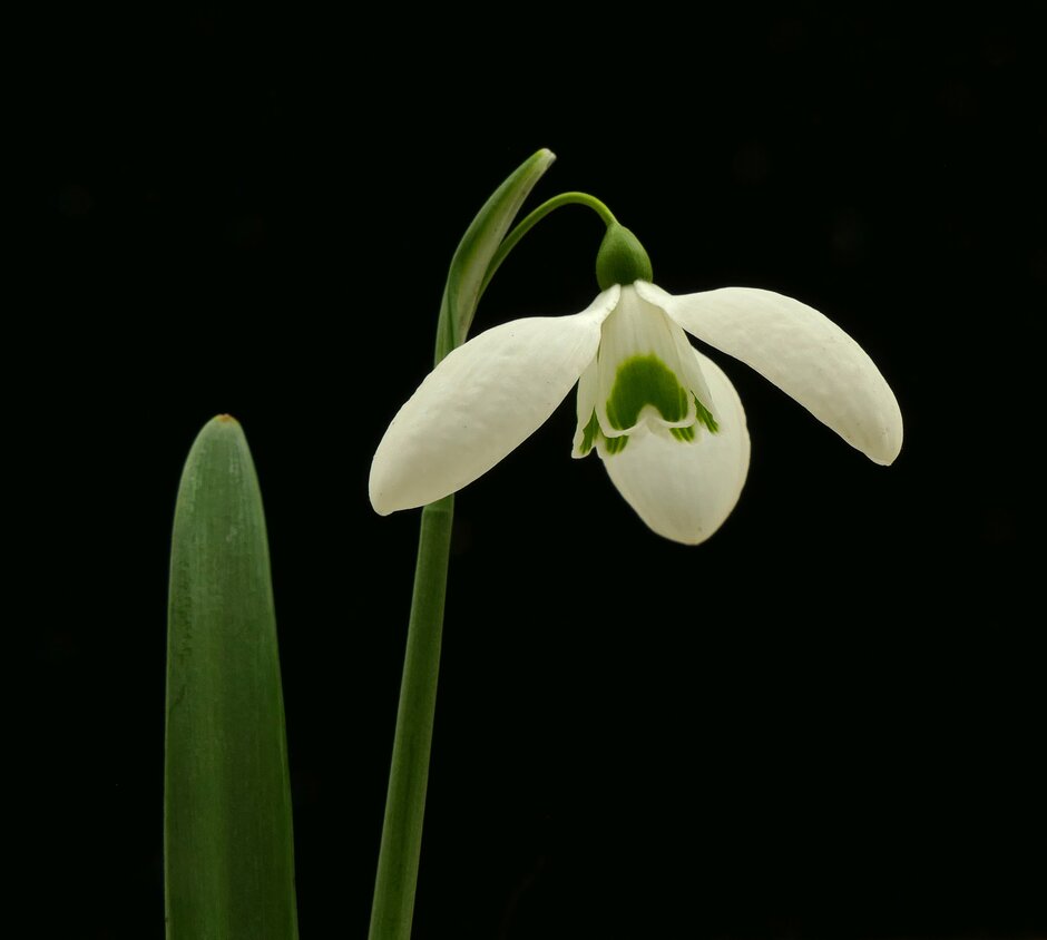 snowdrop 'Dodo Norton'