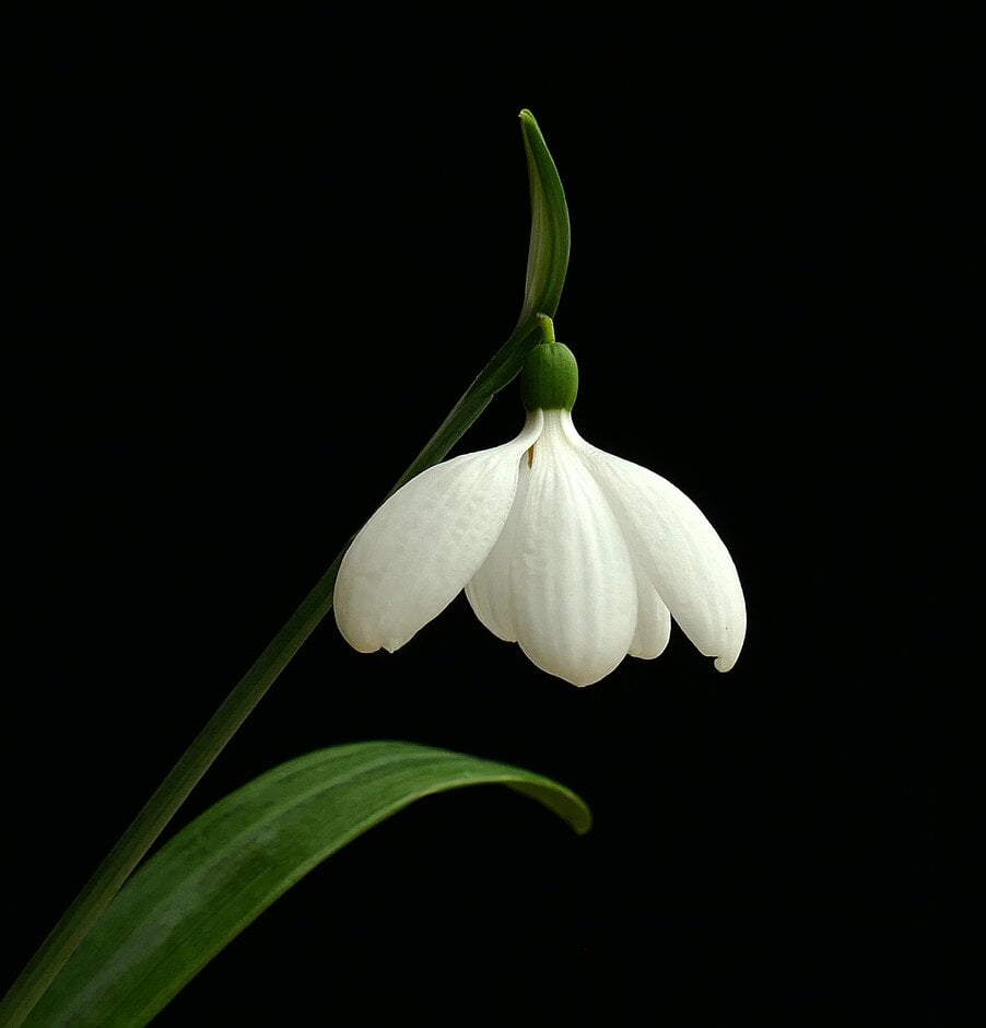 snowdrop 'E.A. Bowles'