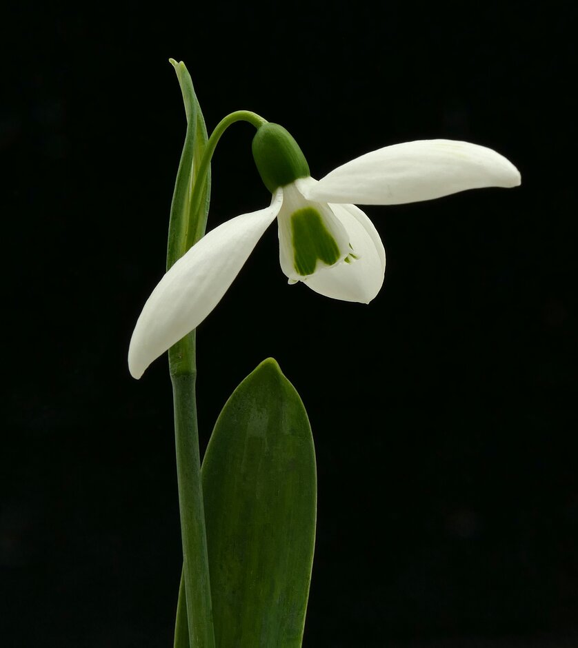 greater snowdrop 'Edith'