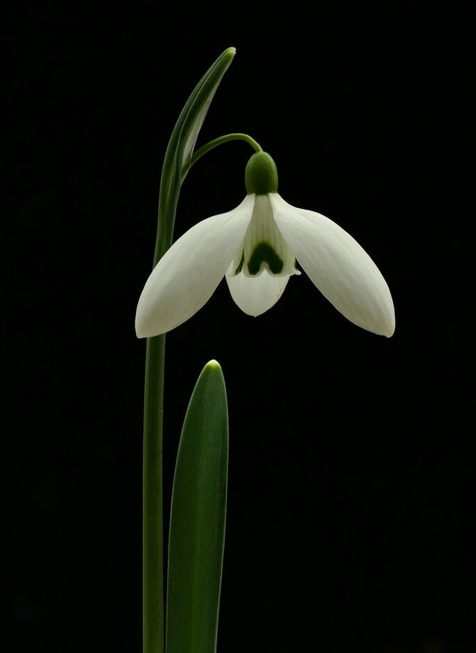 snowdrop 'Eliot Hodgkin'